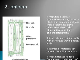 Phloem is a tubular
structure conducting tissue in
plants that is made up of four
types of elements: sieve
tubes, companion cells,
phloem fibres and the
phloem parenchyma.

Sieve tubes are tubular cells
with perforated (having holes)
walls.

In phloem, materials can
move in both directions in it.

Phloem transports food
 