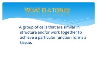 A group of cells that are similar in
structure and/or work together to
achieve a particular function forms a
tissue.
 