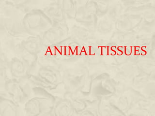 ANIMAL TISSUES
 