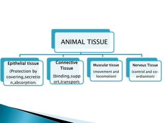 ANIMAL TISSUE


Epithelial tissue    Connective
                                     Muscular tissue   Nervous Tissue
                       Tissue
 (Protection by                      (movement and     (control and co-
covering,secretio   (binding,supp      locomotion)        ordiantion)
  n,absorption)     ort,transport)
 