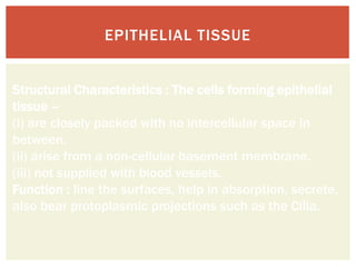 EPITHELIAL TISSUE


Structural Characteristics : The cells forming epithelial
tissue –
(i) are closely packed with no intercellular space in
between.
(ii) arise from a non-cellular basement membrane.
(iii) not supplied with blood vessels.
Function : line the surfaces, help in absorption, secrete,
also bear protoplasmic projections such as the Cilia.
 