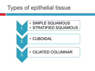 Types of epithelial tissue

          • SIMPLE SQUAMOUS
     1.   • STRATIFIED SQUAMOUS

          • CUBOIDAL
     2.

          • CILIATED COLUMNAR
     3.
 