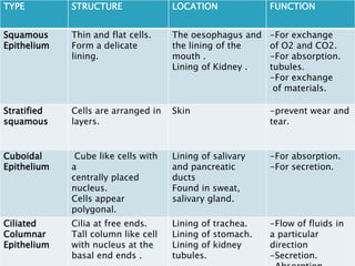 TYPE         STRUCTURE               LOCATION             FUNCTION


Squamous     Thin and flat cells.    The oesophagus and   -For exchange
Epithelium   Form a delicate         the lining of the    of O2 and CO2.
             lining.                 mouth .              -For absorption.
                                     Lining of Kidney .   tubules.
                                                          -For exchange
                                                           of materials.

Stratified   Cells are arranged in   Skin                 -prevent wear and
squamous     layers.                                      tear.


Cuboidal      Cube like cells with   Lining of salivary   -For absorption.
Epithelium   a                       and pancreatic       -For secretion.
             centrally placed        ducts
             nucleus.                Found in sweat,
             Cells appear            salivary gland.
             polygonal.
Ciliated     Cilia at free ends.     Lining of trachea.   -Flow of fluids in
Columnar     Tall column like cell   Lining of stomach.   a particular
Epithelium   with nucleus at the     Lining of kidney     direction
             basal end ends .        tubules.             -Secretion.
 