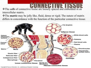 CONNECTIVE TISSUE
The cells of connective tissue are loosely spaced and embedded in an
intercellular matrix.
The matrix may be jelly like, fluid, dense or rigid. The nature of matrix
differs in concordance with the function of the particular connective tissue.
 