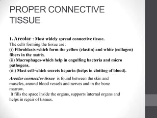 PROPER CONNECTIVE
TISSUE
1. Areolar : Most widely spread connective tissue.
The cells forming the tissue are :
(i) Fibroblasts-which form the yellow (elastin) and white (collagen)
fibers in the matrix.
(ii) Macrophages-which help in engulfing bacteria and micro
pathogens.
(iii) Mast cell-which secrets heparin (helps in clotting of blood).
Areolar connective tissue is found between the skin and
muscles, around blood vessels and nerves and in the bone
marrow.
It fills the space inside the organs, supports internal organs and
helps in repair of tissues.
 
