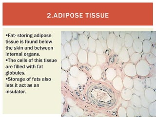 2.ADIPOSE TISSUE

Fat- storing adipose
tissue is found below
the skin and between
internal organs.
The cells of this tissue
are filled with fat
globules.
Storage of fats also
lets it act as an
insulator.
 