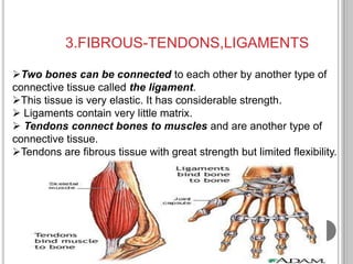 3.FIBROUS-TENDONS,LIGAMENTS

Two bones can be connected to each other by another type of
connective tissue called the ligament.
This tissue is very elastic. It has considerable strength.
 Ligaments contain very little matrix.
 Tendons connect bones to muscles and are another type of
connective tissue.
Tendons are fibrous tissue with great strength but limited flexibility.
 