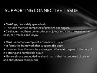 SUPPORTING CONNECTIVE TISSUE

Cartilage, has widely spaced cells.
 The solid matrix is composed of proteins and sugars.
Cartilage smoothens bone surfaces at joints and is also present in the
nose, ear, trachea and larynx.

Bone is another example of a connective tissue.
 It forms the framework that supports the body.
It also anchors the muscles and supports the main organs of the body. It
is a strong and nonflexible tissue .
 Bone cells are embedded in a hard matrix that is composed of calcium
and phosphorus compounds
 