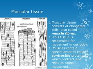 Muscular tissue

                  1. Muscular tissue
                     consists of elongated
                     cells, also called
                     muscle fibres.
                  2. This tissue is
                     responsible for
                     movement in our body.
                  3. Muscles contain
                     special proteins called
                     contractile proteins,
                     which contract and
                     relax to cause
                     movement.
 