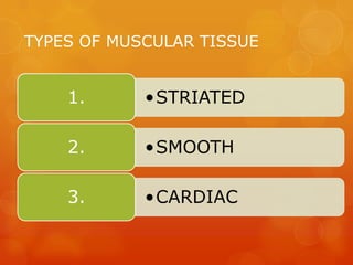 TYPES OF MUSCULAR TISSUE


    1.      •STRIATED

    2.      •SMOOTH

    3.      •CARDIAC
 