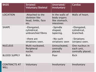 BASIS          Striated/            Unstriated/       Cardiac
               Voluntary/Skeletal   Involuntary

LOCATION        Attached to the     In the walls of   Walls of heart.
               skeleton like        body organs
               head, limbs, face    like stomach,
               etc.                 intestines
SHAPE          -Elongated,          -Spindle          -Elongated,
               cylindrical,         shaped,           cylindrical,
               unbranched fibres    tapering.         branched.

               -there are           -No such          -Striations
               striations seen.     striations seen   (stripes) seen.
NUCLEUS        Multi nucleated,     Uninucleated,     One nucleus in
               Peripheral           centrally         each unit,
               nuclei.              placed.           centrally placed.
BLOOD SUPPLY   Rich                 Poor              Rich


CONTRACTS AT   Voluntary            Involuntary       Involuntary
WILL
 