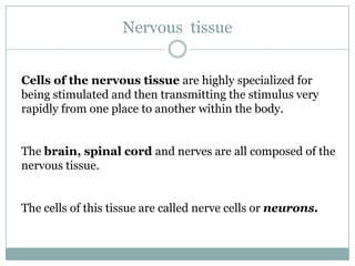 Nervous tissue


Cells of the nervous tissue are highly specialized for
being stimulated and then transmitting the stimulus very
rapidly from one place to another within the body.


The brain, spinal cord and nerves are all composed of the
nervous tissue.


The cells of this tissue are called nerve cells or neurons.
 