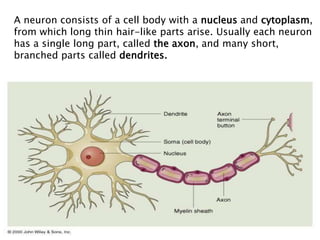 A neuron consists of a cell body with a nucleus and cytoplasm,
from which long thin hair-like parts arise. Usually each neuron
has a single long part, called the axon, and many short,
branched parts called dendrites.
 