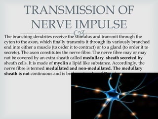 TRANSMISSION OF
           NERVE IMPULSE
                
The branching dendrites receive the stimulus and transmit through the
cyton to the axon, which finally transmits it through its variously branched
end into either a muscle (to order it to contract) or to a gland (to order it to
secrete). The axon constitutes the nerve fibre. The nerve fibre may or may
not be covered by an extra sheath called medullary sheath secreted by
sheath cells. It is made of myelin a lipid like substance. Accordingly, the
nerve fibre is termed medullated and non-medullated. The medullary
sheath is not continuous and is broken at nodes of Ranvier.
 
