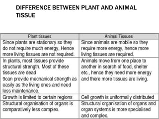 DIFFERENCE BETWEEN PLANT AND ANIMAL
TISSUE
 