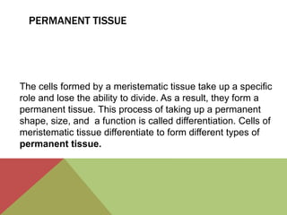 PERMANENT TISSUE




The cells formed by a meristematic tissue take up a specific
role and lose the ability to divide. As a result, they form a
permanent tissue. This process of taking up a permanent
shape, size, and a function is called differentiation. Cells of
meristematic tissue differentiate to form different types of
permanent tissue.
 