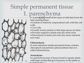 Simple permanent tissue
    1. parenchyma
                
        A permanent tissue of few layer of cells that forms the
       basic packing tissue.
       Consists of relatively unspecialized cells with thin cell
       walls
        Live cells
       Usually loosely packed so that large spaces are there.
       Provides support to plants and also stores food.
       Parenchyma of stems and roots also stores nutrients
       and water.

       Chlorenchyma
       In some situations simple permanent tissue contains
       chlorophyll and performs photosynthesis then it is
       called chlorenchyma.

       Aerenchyma
       Is a parenchyma type of tissue found in aquatic plants
       with large cavities that give buoyancy to the plants to
 