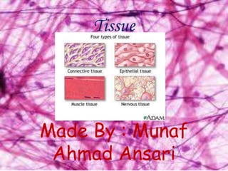 Tissue

Made By : Munaf
Ahmad Ansari

 