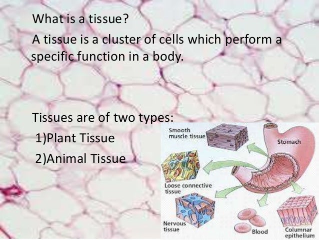 Tissue