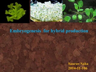 Embryogenesis for hybrid production
Saurav Saha
2014-11-106
 