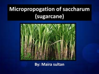 Micropropogation of saccharum
(sugarcane)
By: Maira sultan
 