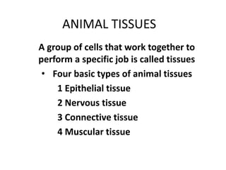 ANIMAL TISSUES
A group of cells that work together to
perform a specific job is called tissues
• Four basic types of animal tissues
1 Epithelial tissue
2 Nervous tissue
3 Connective tissue
4 Muscular tissue
 