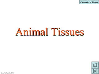 Categories of Tissues
Jenna Hellack Jan 2001
Animal TissuesAnimal Tissues
 