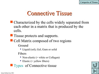 Categories of Tissues
Jenna Hellack Jan 2001
Connective TissueConnective Tissue
 Characterized by the cells widely separated from
each other in a matrix that is produced by the
cells.
 Tissue protects and supports.
 Cell Matrix composed of two regions
Ground
 Liquid (sol), Gel, Gum or solid
Fibers
 Non-elastic (= white or Collagen)
 Elastic (= yellow fibers)
 Types of Connective tissue
 
