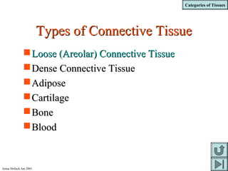 Categories of Tissues
Jenna Hellack Jan 2001
Types of Connective TissueTypes of Connective Tissue
Loose (Areolar) Connective TissueLoose (Areolar) Connective Tissue
Dense Connective TissueDense Connective Tissue
AdiposeAdipose
CartilageCartilage
BoneBone
BloodBlood
 