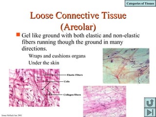 Categories of Tissues
Jenna Hellack Jan 2001
Loose Connective TissueLoose Connective Tissue
(Areolar)(Areolar)
 Gel like ground with both elastic and non-elastic
fibers running though the ground in many
directions.
Wraps and cushions organs
Under the skin
 
