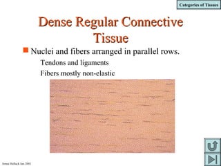 Categories of Tissues
Jenna Hellack Jan 2001
Dense Regular ConnectiveDense Regular Connective
TissueTissue
 Nuclei and fibers arranged in parallel rows.
Tendons and ligaments
Fibers mostly non-elastic
 