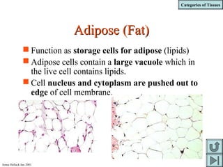Categories of Tissues
Jenna Hellack Jan 2001
Adipose (Fat)Adipose (Fat)
 Function as storage cells for adipose (lipids)
 Adipose cells contain a large vacuole which in
the live cell contains lipids.
 Cell nucleus and cytoplasm are pushed out to
edge of cell membrane.
 