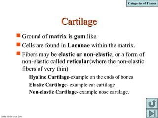 Categories of Tissues
Jenna Hellack Jan 2001
CartilageCartilage
 Ground of matrix is gum like.
 Cells are found in Lacunae within the matrix.
 Fibers may be elastic or non-elastic, or a form of
non-elastic called reticular(where the non-elastic
fibers of very thin)
Hyaline CartilageHyaline Cartilage-example on the ends of bones
Elastic CartilageElastic Cartilage- example ear cartilage
Non-elastic Cartilage- example nose cartilage.
 