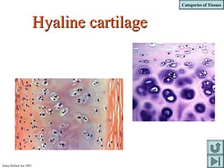Categories of Tissues
Jenna Hellack Jan 2001
Hyaline cartilageHyaline cartilage
 
