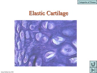 Categories of Tissues
Jenna Hellack Jan 2001
Elastic CartilageElastic Cartilage
 