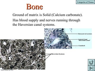 Categories of Tissues
Jenna Hellack Jan 2001
BoneBone
Ground of matrix is Solid (Calcium carbonate).
Has blood supply and nerves running through
the Haversian canal systems.
 