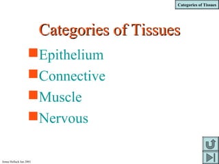 Categories of Tissues
Jenna Hellack Jan 2001
Categories of TissuesCategories of Tissues
Epithelium
Connective
Muscle
Nervous
 