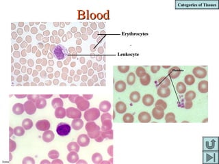 Categories of Tissues
Jenna Hellack Jan 2001
BloodBlood
 