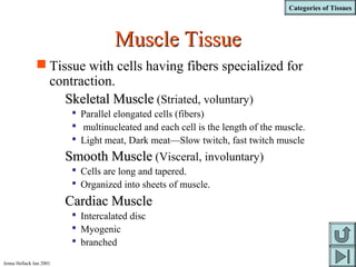 Categories of Tissues
Jenna Hellack Jan 2001
Muscle TissueMuscle Tissue
 Tissue with cells having fibers specialized for
contraction.
Skeletal MuscleSkeletal Muscle (Striated, voluntary)
 Parallel elongated cells (fibers)
 multinucleated and each cell is the length of the muscle.
 Light meat, Dark meat—Slow twitch, fast twitch muscle
Smooth MuscleSmooth Muscle (Visceral, involuntary)
 Cells are long and tapered.
 Organized into sheets of muscle.
Cardiac MuscleCardiac Muscle
 Intercalated disc
 Myogenic
 branched
 