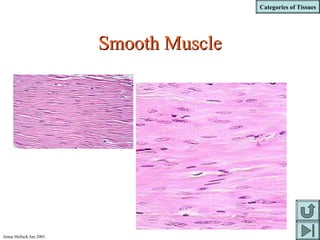 Categories of Tissues
Jenna Hellack Jan 2001
Smooth MuscleSmooth Muscle
 