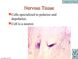 Categories of Tissues
Jenna Hellack Jan 2001
Nervous TissueNervous Tissue
Cells specialized to polarize and
depolarize.
Cell is a neuron
 