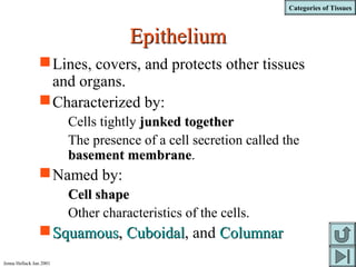 Categories of Tissues
Jenna Hellack Jan 2001
EpitheliumEpithelium
Lines, covers, and protects other tissues
and organs.
Characterized by:
Cells tightly junked togetherjunked together
The presence of a cell secretion called the
basement membranebasement membrane.
Named by:
Cell shapeCell shape
Other characteristics of the cells.
SquamousSquamous,, CuboidalCuboidal, and ColumnarColumnar
 