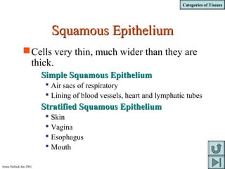 Categories of Tissues
Jenna Hellack Jan 2001
Squamous EpitheliumSquamous Epithelium
Cells very thin, much wider than they are
thick.
Simple Squamous EpitheliumSimple Squamous Epithelium
 Air sacs of respiratory
 Lining of blood vessels, heart and lymphatic tubes
Stratified Squamous EpitheliumStratified Squamous Epithelium
 Skin
 Vagina
 Esophagus
 Mouth
 