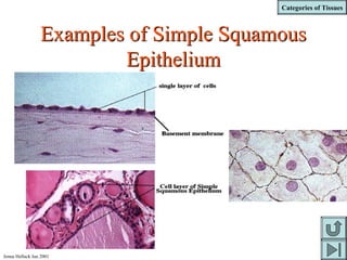 Categories of Tissues
Jenna Hellack Jan 2001
Examples of Simple SquamousExamples of Simple Squamous
EpitheliumEpithelium
 