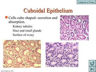 Categories of Tissues
Jenna Hellack Jan 2001
Cuboidal EpitheliumCuboidal Epithelium
 Cells cube shaped- secretion and
absorption.
Kidney tubules
Duct and small glands
Surface of ovary
 