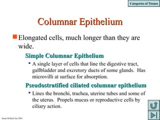 Categories of Tissues
Jenna Hellack Jan 2001
Columnar EpitheliumColumnar Epithelium
Elongated cells, much longer than they are
wide.
Simple Columnar EpitheliumSimple Columnar Epithelium
 A single layer of cells that line the digestive tract,
gallbladder and excretory ducts of some glands. Has
microvilli at surface for absorption.
Pseudostratified ciliated columnar epitheliumPseudostratified ciliated columnar epithelium
 Lines the bronchi, trachea, uterine tubes and some of
the uterus. Propels mucus or reproductive cells by
ciliary action.
 