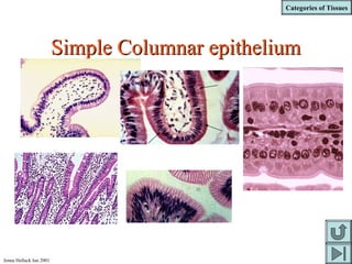 Categories of Tissues
Jenna Hellack Jan 2001
Simple Columnar epitheliumSimple Columnar epithelium
 