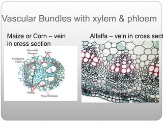 Vascular Bundles with xylem & phloem
Maize or Corn – vein
in cross section
Alfalfa – vein in cross sect
 