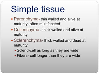 Simple tissue
 Parenchyma- thin walled and alive at
maturity ,often multifaceted
 Collenchyma - thick walled and alive at
maturity
 Sclerenchyma- thick walled and dead at
maturity
 Sclerid-cell as long as they are wide
 Fibers- cell longer than they are wide
 