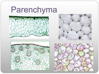 Parenchyma
 